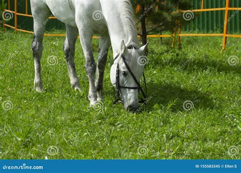 White Horse Grazing Behind a Fence on the Farm Stock Image - Image of white, fence: 155583345