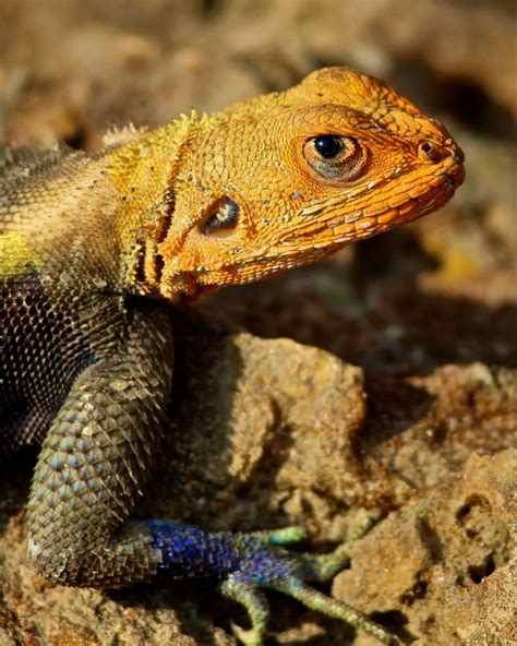 African Rainbow Lizard (Agama agama) | Lizard, Lizard art, Reptiles and amphibians