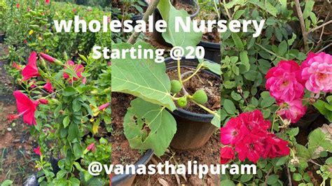 Wholesale nursery in Hyderabad | cheapest plants |Hyderabad nursery ...