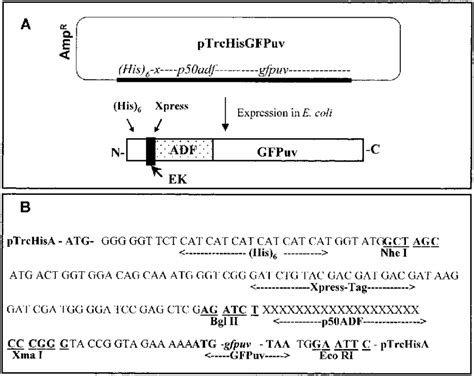 Schematic diagram in panel A demonstrates the structure of the ...