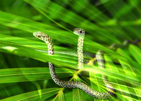 Two Snakes Photograph by David Lee Thompson - Pixels