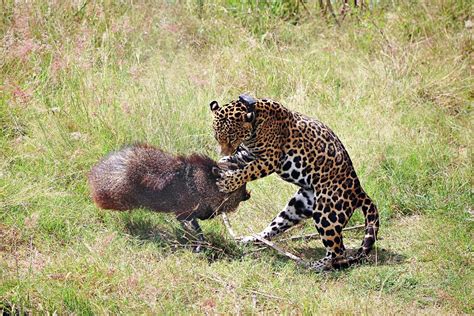 Celestún Petén was rescued in October 2016 and released into the wild ...