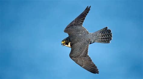 Peregrine Falcon - BirdLife Australia