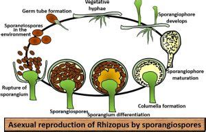 What is Rhizopus? Features, Structure and Reproduction - Biology Reader