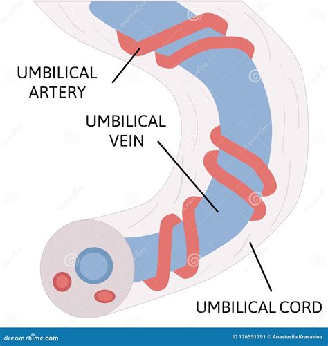 Anatomy of Umbilical Cord. Two Umbilical Arteries and One Umbilical Vien Stock Illustration ...