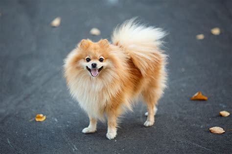 German Spitz: Dog Breed Characteristics & Care