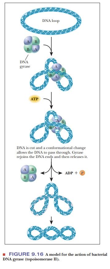 The Structure of DNA