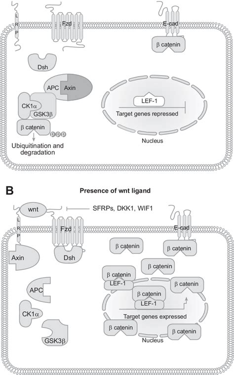 Schematic overview of canonical Wnt signaling. (A) In the absence of ...