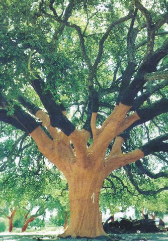 The World's Largest Cork Tree | Cork Quality Council