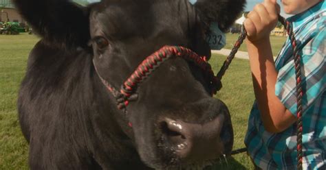 Arapahoe County Fair Features Livestock Shows, Food, & Fun - CBS Colorado