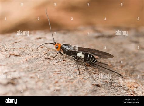 Wasp parasite, Callibracon sp., of wood boring beetle larvae Stock ...