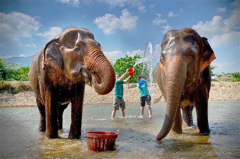 Tourist_Bath-Elephant_Nature_Park-Chiang_Mai_Thailand-Greg_Goodman-AdventuresofaGoodMan-1 » Greg ...