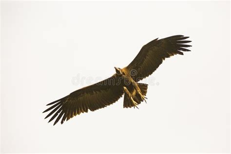 Vulture flying in the sky stock image. Image of outdoor - 84105179