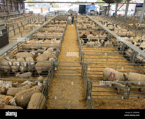 Sheep and lambs in pens in Melton Mowbray livestock market, Melton Mowbray, Leicestershire ...