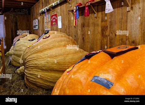 Deerfield Fair, New Hampshire 2023 - Huge 1k lb+ pumpkin winner after a competition resting in a ...