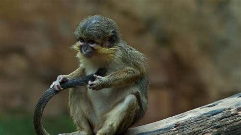 Talapoin Monkeys: Characteristics, Behavior and Habitat - My Animals