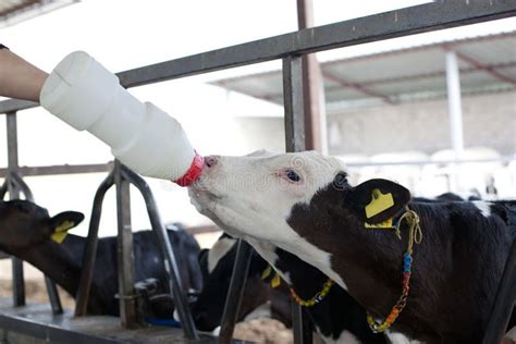 Baby cow stock image. Image of fish, drink, bottle, food - 39279759