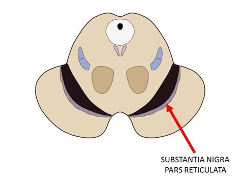 Substantia nigra pars reticulata - definition