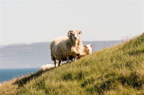 Premium Photo | Herd of animals walking up the hill by the sea