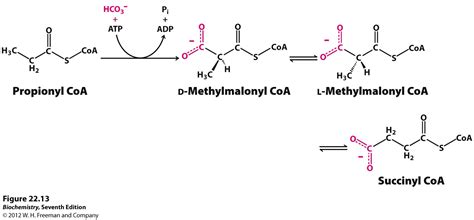 Saúde e a química da célula humana: Deficiência de biotinidase - "deficiência múltipla de ...