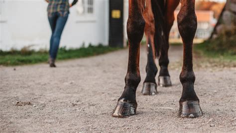 Cellulitis in Horses: Causes & Treatment - Benefab®