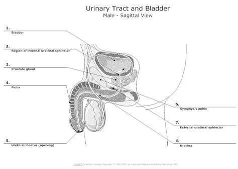 Urinary System Diagram - Types of Urinary System Diagrams