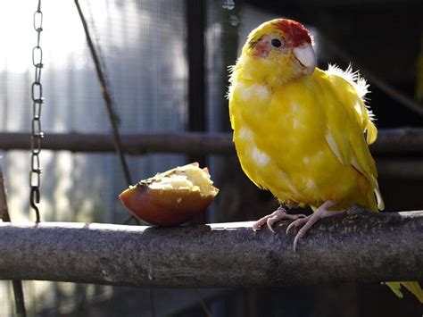 90+ Yellow Parakeet Names: Creative name Ideas for Your Pet Parakeet