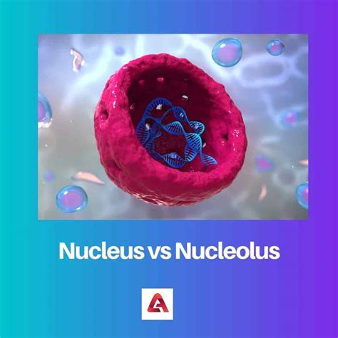 Nucleus vs Nucleolus: Skillnad och jämförelse