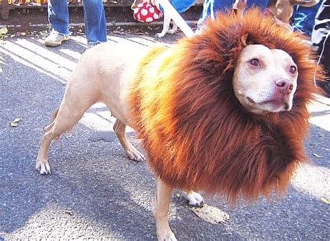 Pitbull all dressed up! | Pet halloween costumes, Funny pet costumes ...