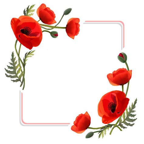 Poppy Border Stock Photos, Pictures & Royalty-Free Images - iStock