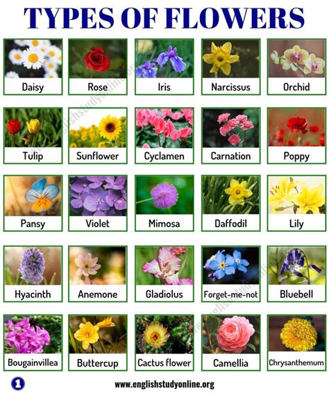 Types of Flowers: List of 50+ Popular Flowers Names in English ...