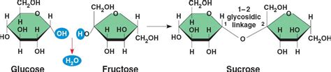 sucrose.html 05_05Sucrose.jpg