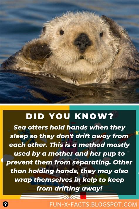 Sea otters hold hands when they sleep so they don't drift away from each other | Amazing WTF Facts