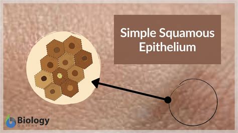 Coloring Shape Epithelial Tissue