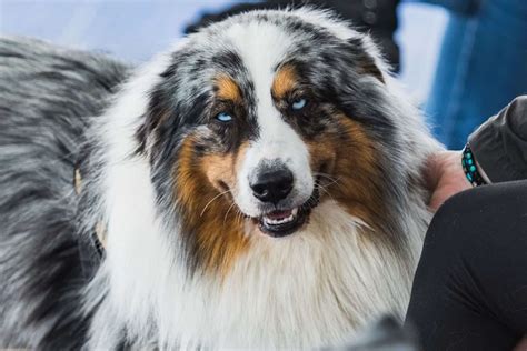 Blue Merle Border Collie – What You Need To Know