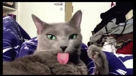 Funny Cats Eating , Cat videos Compilation | Funny cat videos 2015 - YouTube