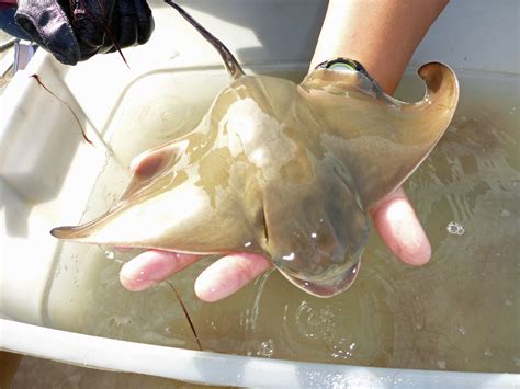 Bat Ray | California Sea Grant