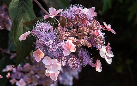 Hydrangea aspera 'Hot Chocolate' - Dig Delve – An online magazine about gardens, landscape ...