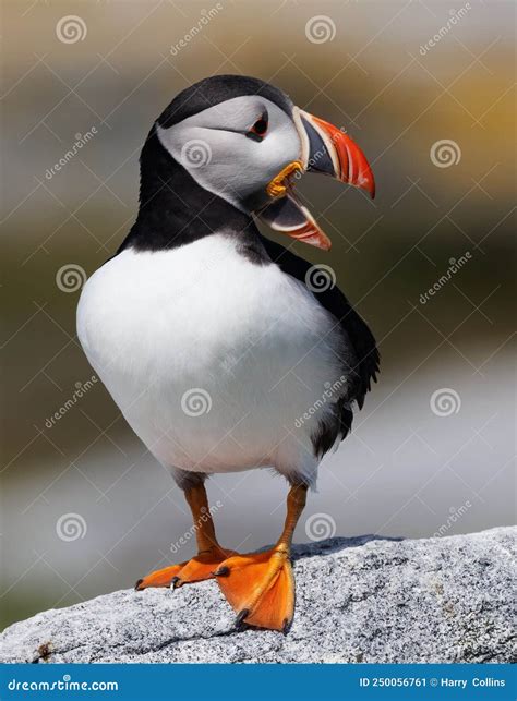 Atlantic Puffin on an Island Off the Coast of Maine Stock Image - Image of great, africa: 250056761