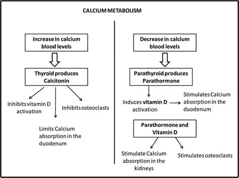 1 Schematic metabolism of calcium. | Download Scientific Diagram