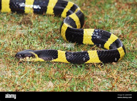 The banded krait is a species of elapid snake found on the Indian ...