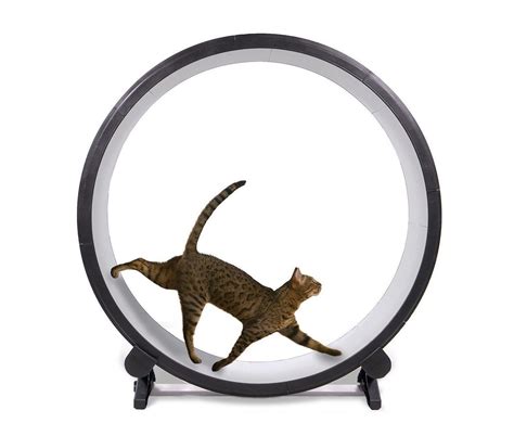 One Fast Cat Wheel End of financial year sale $495.00 plus shipping – petproducts-online.com.au