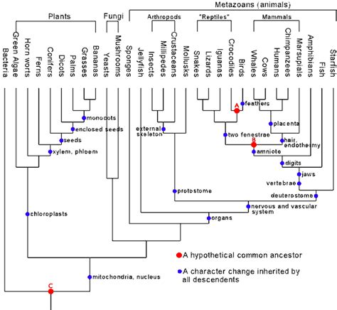 biology - Does DNA add credibility to the theory of evolution ...