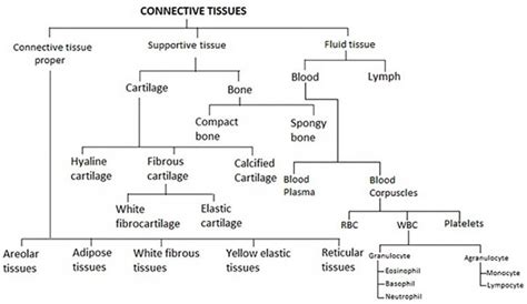 What Is The Makeup Of The Matrix In Connective Tissues - Mugeek Vidalondon