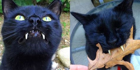 Cat With 'Vampire Teeth' Completely Won Over The Woman Who Saved Him - The Dodo