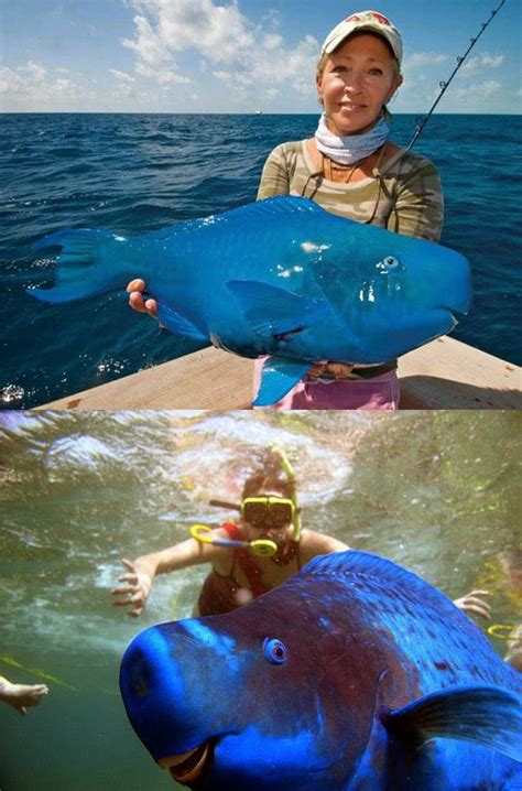 The most significant and unique creature: THE BLUE PARROTFISH