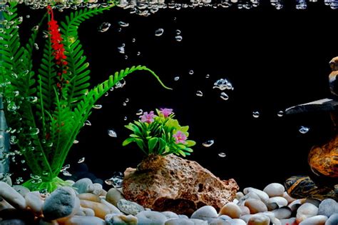 How to Clean Aquarium Rocks