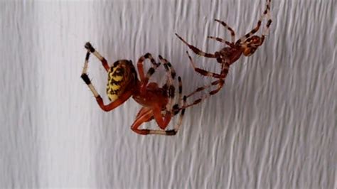 Orb Weaver Spiders Mating Ritual - YouTube