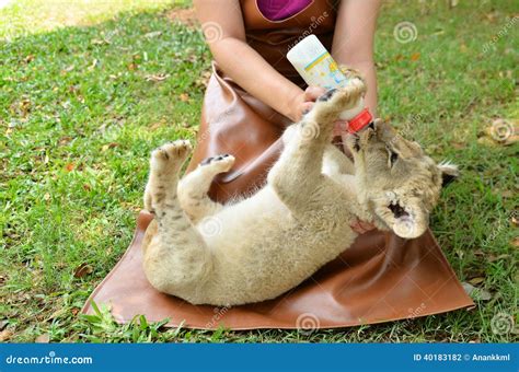 Zookeeper Feeding Baby Lion Editorial Photography - Image: 40183182