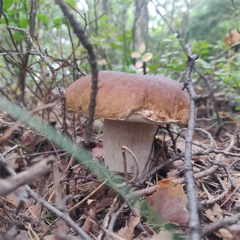 Is this an edible shroom? : r/mushroom